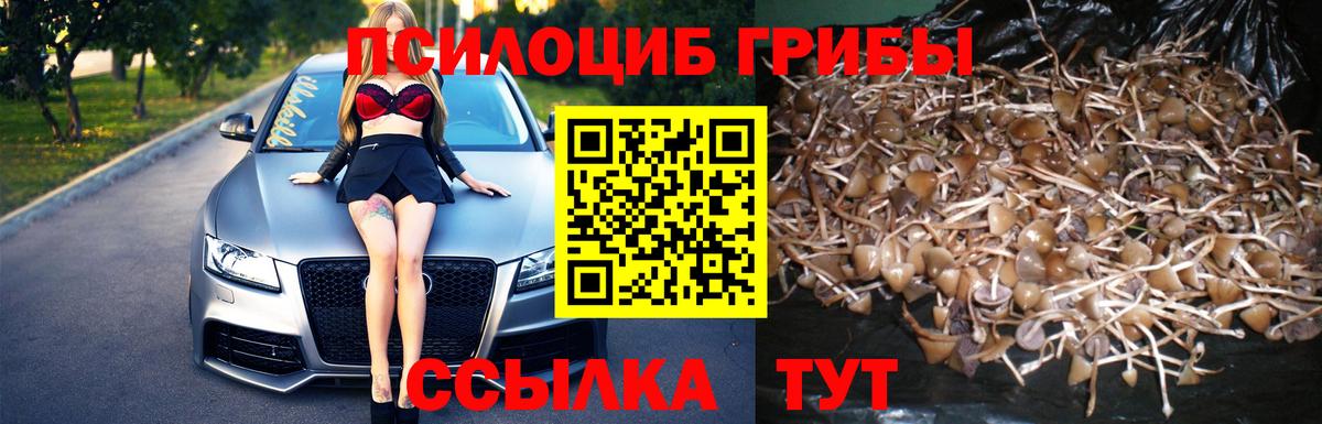 Галлюциногенные грибы Psilocybine cubensis  наркотики  Вход с VPN  Россия  Псилоцибиновые грибы мухоморы 